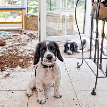 two naughty puppies looking sorry for themselves